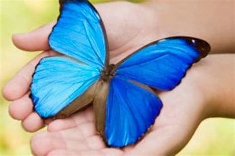 Borboleta De Verdade - Borboleta: principais significados e simbologia · Anatomia de uma leitora