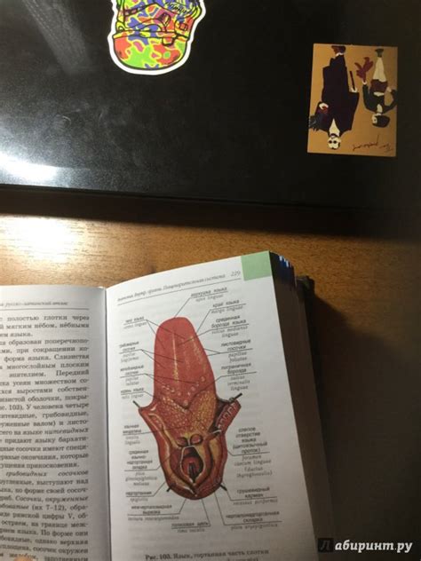 Книга: Анатомия человека. Русско-латинский атлас - Билич, Зигалова ...