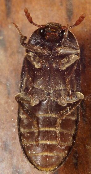 Unknown Dermestid - Dermestes ater - BugGuide.Net