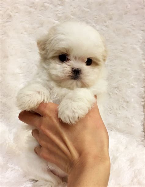 Tiny Teacup Maltese Puppy! California Los angeles puppy for sale ...