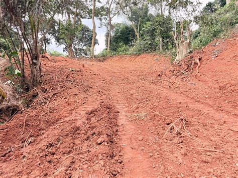 Entebbe authorities protest giveaway of part of Kitubulu forest | Monitor