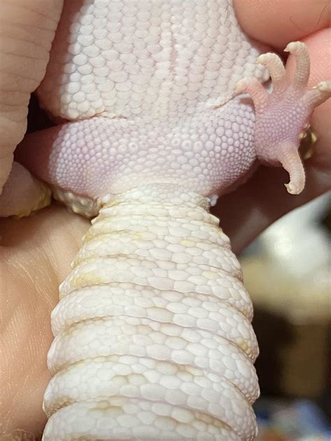 sexing leopard gecko : r/leopardgeckos