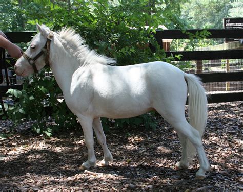 White Miniature Horse