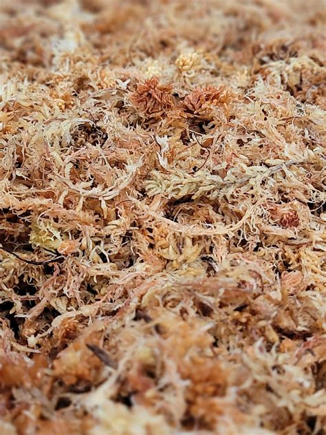 New Zealand Sphagnum Moss: Long Fiber - TC INSECTS