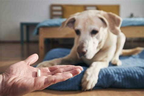 Welche Bedeutung hat Vitamin K1 für den Hund? – MyPetClub GmbH