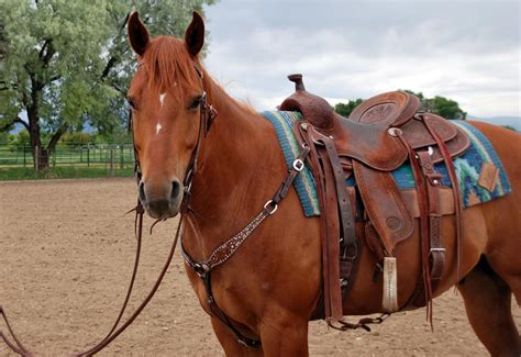 saddle learn  tremendous technology pro horse world