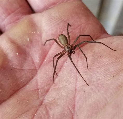 Deadly Spiders of the World - 10 Fearsome Arachnids | Wildest