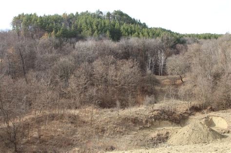 Premium Photo | A dry area with trees and bushes