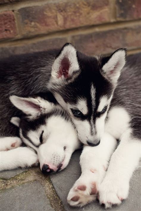 628 best #Siberian #Husky images on Pinterest | Baby puppies, Cutest ...