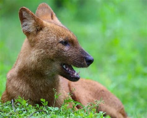 Smritee Lama - Assessing the Status, Distribution, and Conservation Threat of Dhole (Cuon ...