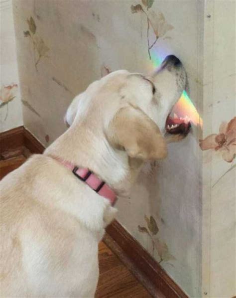 Go Ahead, Laugh at These Hilarious Dog Fails | KLYKER.COM