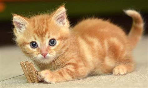 meo  meo  meo chua phat hoc xa loi