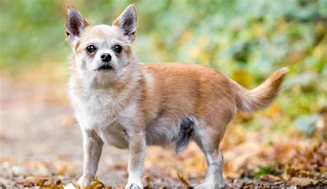 Chihuahua Mixed Breeds: 20 Different Types of Chi-Pups - Fuzzy Rescue