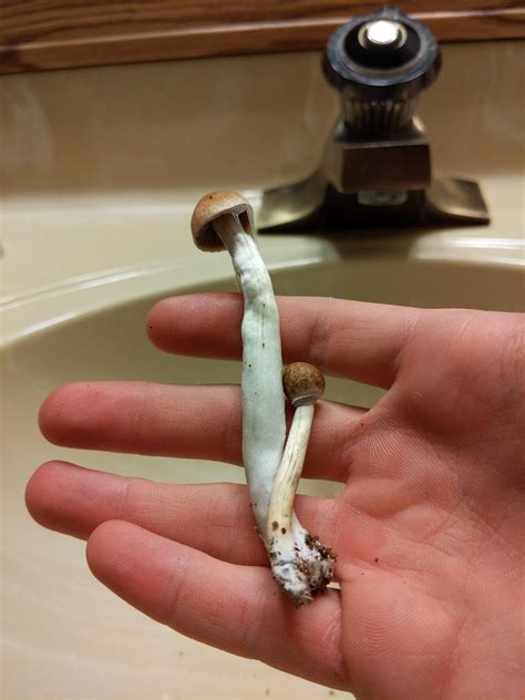How do they look : r/shrooms