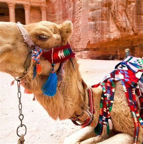 10 Best Jordan Tours & Trips from Amman - TourRadar