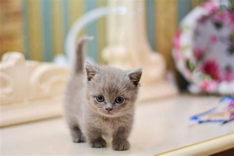 Before you bring a munchkin cat home, learn these facts | PawTracks