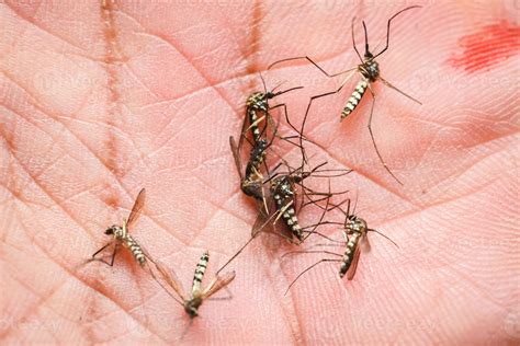 Mosquitoes are feeding on human skin blood. Mosquitoes are carriers of