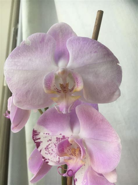Curious about the phal. magic art genes. : r/orchids