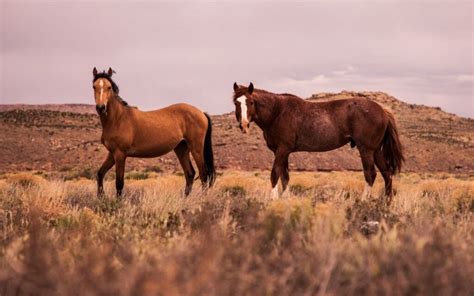 How Do Horses Mate? - Strathorn Farm Stables