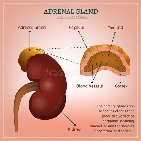 What Is Adrenal Gland Hypertrophy at Bryan Riggs blog