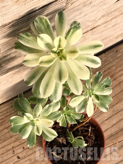 SHPR8227 Aeonium domesticum f. variegata – Cactus-online
