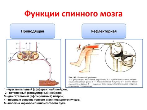Строение и функции спинного мозга - online presentation