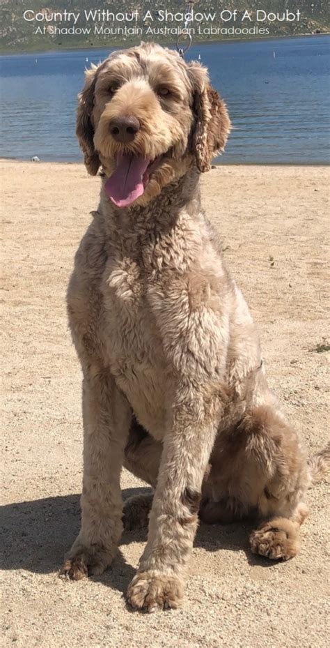 Australian Labradoodle Colors — shadowmountainlabradoodles