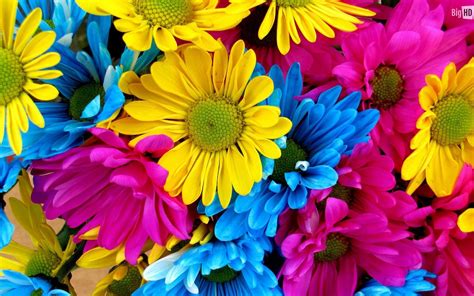 Colorful Daisies Wallpapers - Top Free Colorful Daisies Backgrounds ...