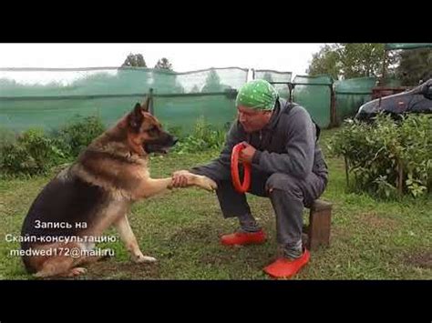 Как научить собаку давать лапу. - YouTube