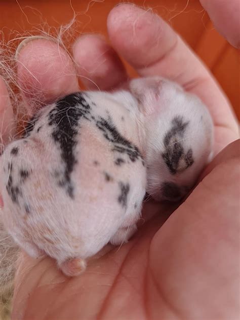 3 days old : r/illegallysmolanimals