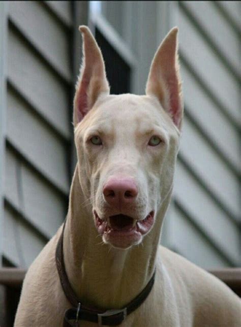 Pin by Liza on Animals | Doberman pinscher dog, White doberman pinscher ...