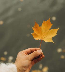 Wild Tree Wellness | Mental health Services centered around you
