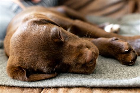How to Stop a Dog from Whining at Night: Effective Strategies