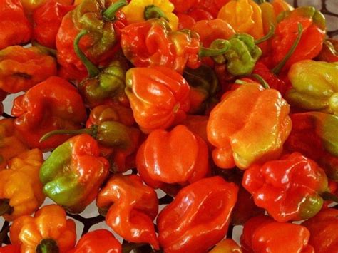 Sherwood's Seeds, Aji Dulce Red Sweet Pepper Seeds Packet, Heirloom