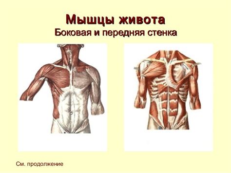 мышечная система человека