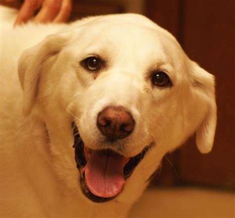 visit east hilliard veterinary services