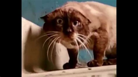 create meme kote cat pictures meme arsenalcom