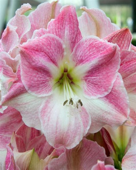 Amaryllis Cherry Blossom