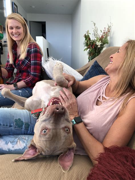 My mom met Lars. The 101 lb lap dog. : r/aww