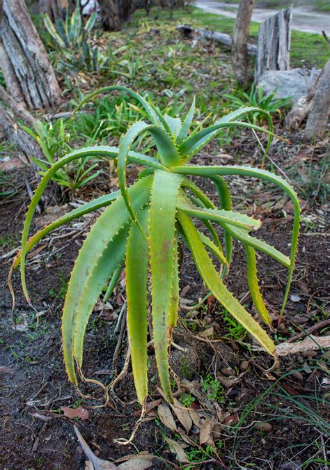 CVNC – Welcome to Corio Valley Nudist Club