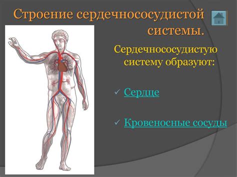 Строение сердечнососудистой системы - презентация онлайн