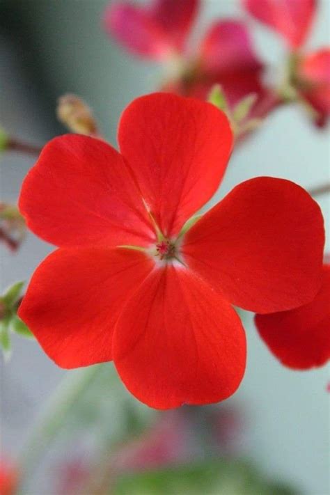 zizela atnovizivot  trees  plant amazing flowers beautiful