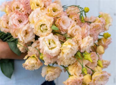 Lisianthus Voyage Light Apricot Flower Seed 25 - Etsy