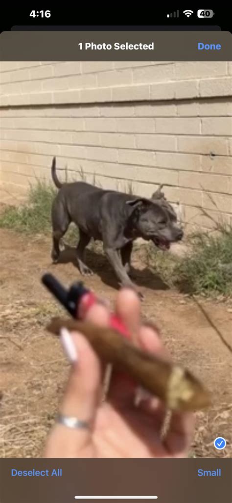 lost dog : r/phoenix