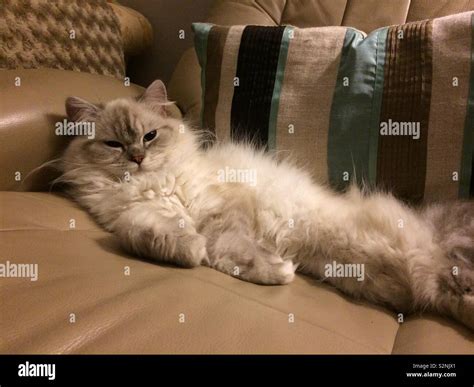 Cuddly cat hi-res stock photography and images - Alamy
