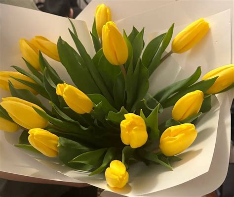 Гулдер | Tulipani, Fiori, Sfondi