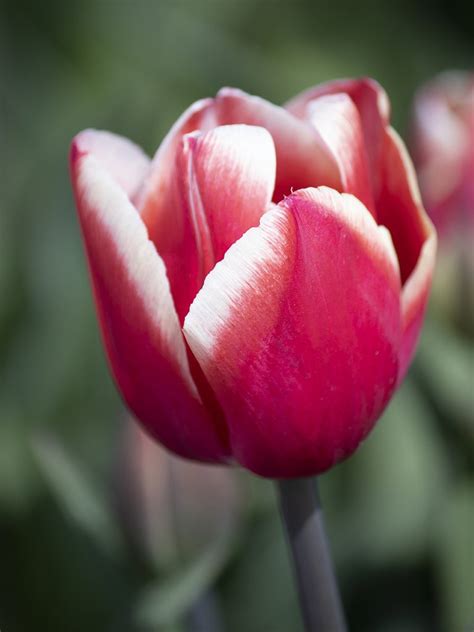 Kung Fu – Tulipgarden