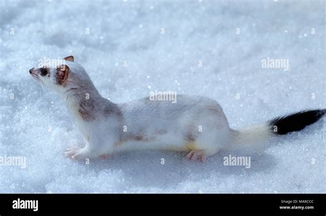 Stoat in snow hi-res stock photography and images - Alamy