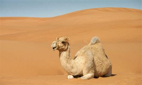 camels   humps  truth   common myth