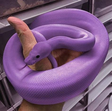 Purple Snake | Pretty snakes, Snake wallpaper, Purple snake